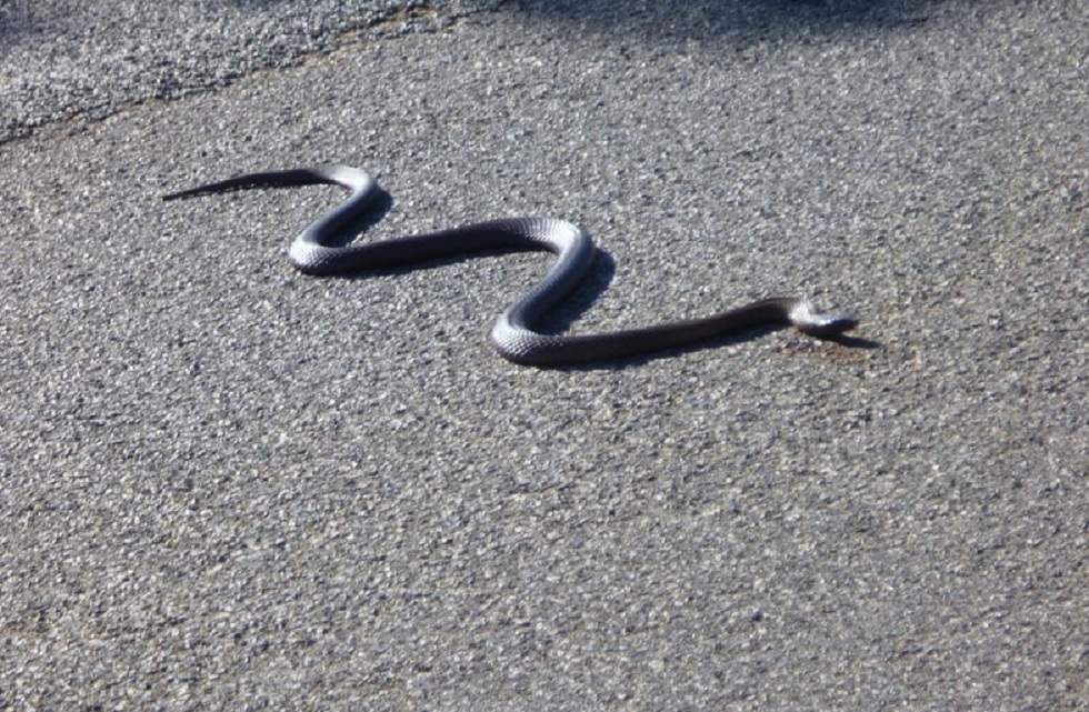 Ползают ли змеи. Змея уползает. Уж на дороге. Раздавленная змея на дороге.