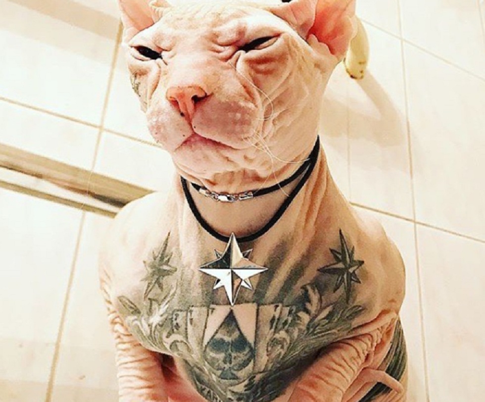 Татуированный кот пропал на Урале
