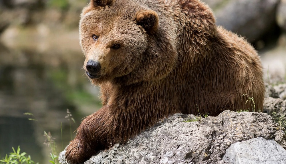 Сезон охоты на медведей начался в Восточном Казахстане