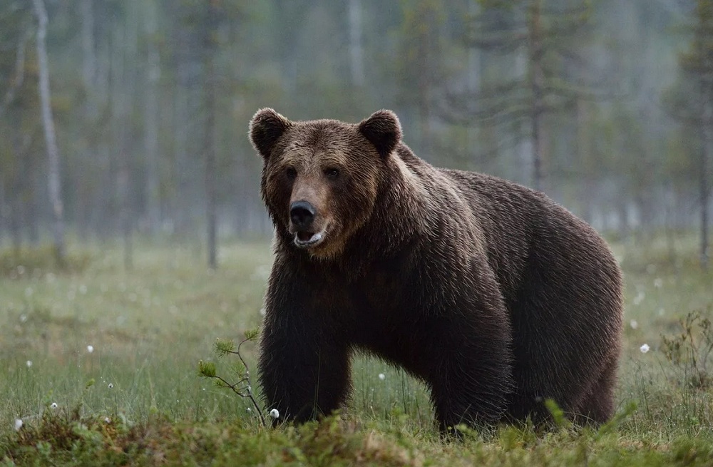 Медведь загрыз российского экс-депутата