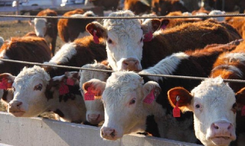 Запретить экспортировать крупнорогатый скот предложил казахстанский депутат 