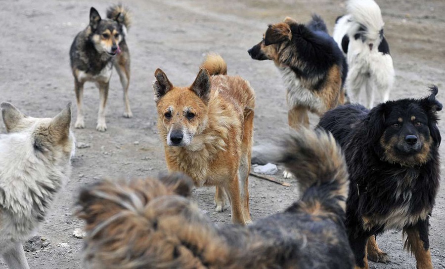 Огромный пустырь облюбовали бродячие собаки в микрорайоне Альмерек в Алматы