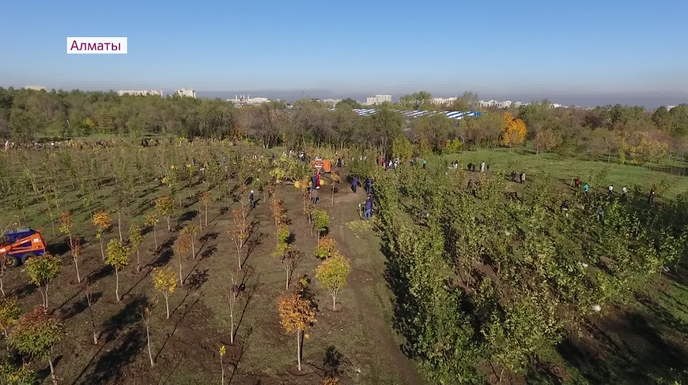 Консулы разных стран в Алматы вышли на посадку деревьев