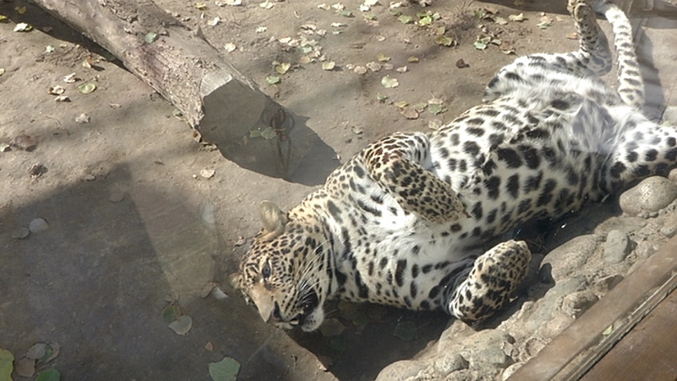 В Алматинский зоопарк все чаще стали приносить «ненужных» животных