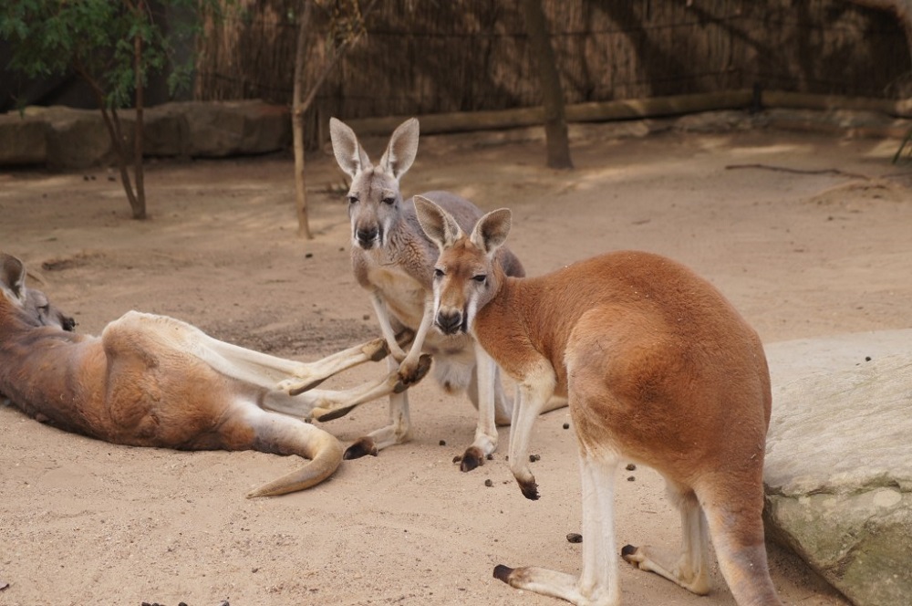 Стая бродячих собак загрызла трех кенгуру в зоопарке Еревана