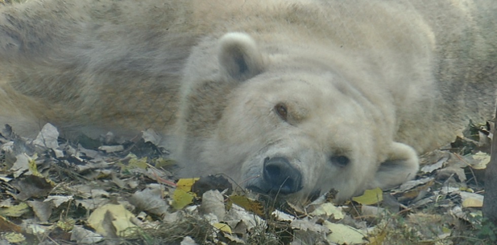 Зоозащитников пригласили в зверинец Алматы проверить состояние животных