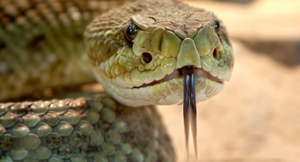 Разводила змей: американку нашли мертвой с питоном на шее  