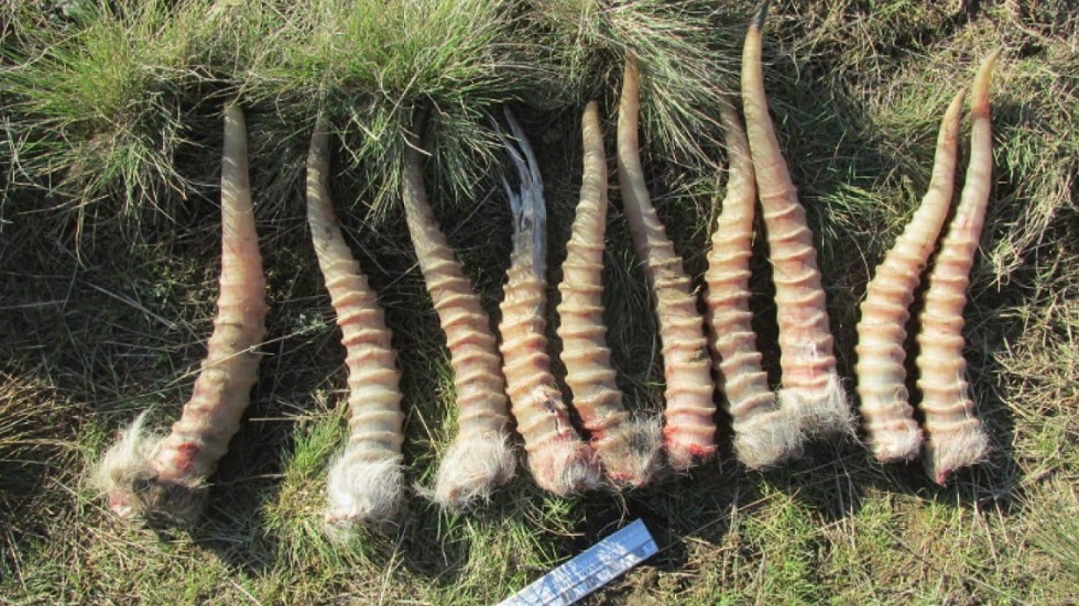 Скандал в «Охотзоопроме»: двое инспекторов прикрывали браконьеров