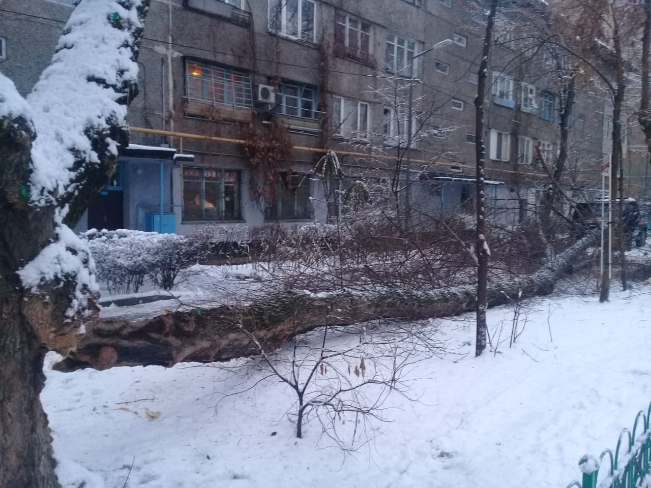Деревья падали в Алматы из-за снегопада