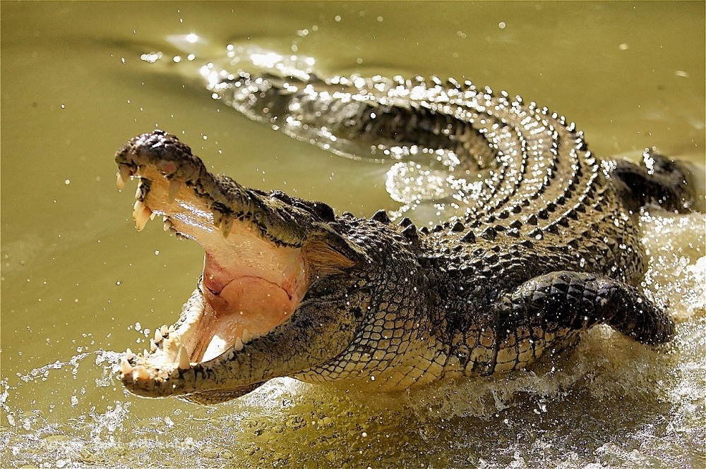 На глазах у друзей крокодил проглотил подростка