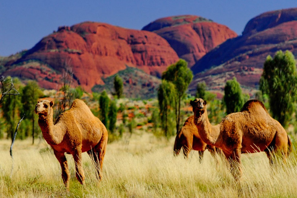 Пьют слишком много воды: в Австралии решили истребить тысячи верблюдов