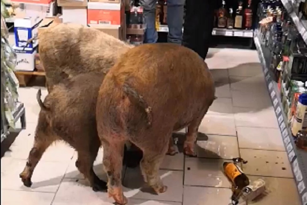 Свиньи забрались в супермаркет и налакались коньяка, разбив бутылки