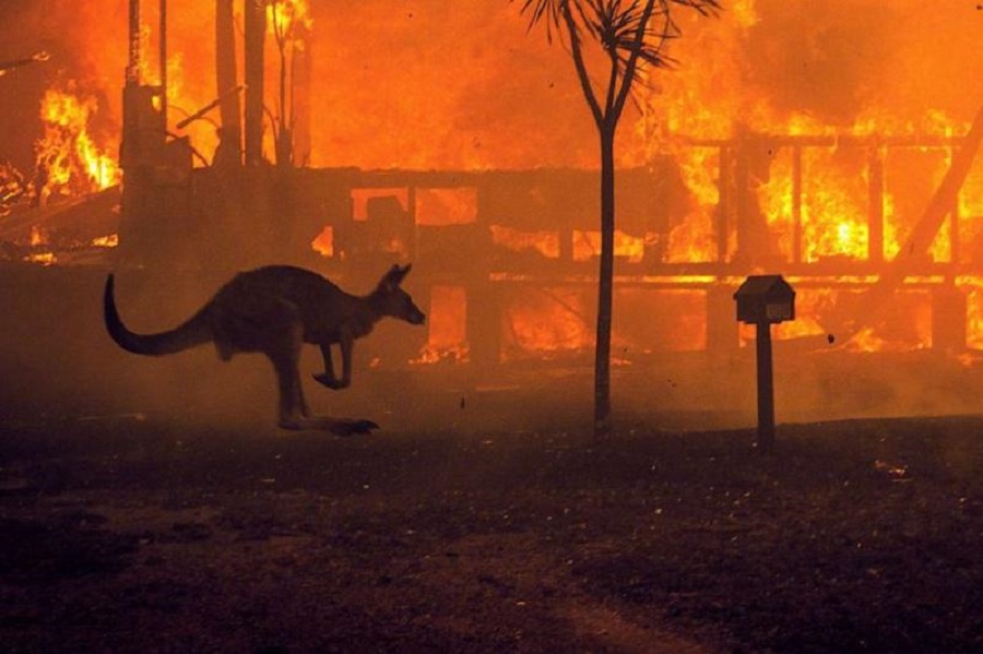 Более 1 миллиарда животных погибли в результате опустошительных пожаров в Австралии