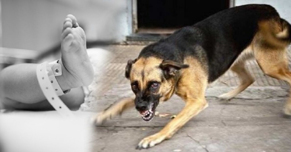 Собака насмерть загрызла младенца в больнице