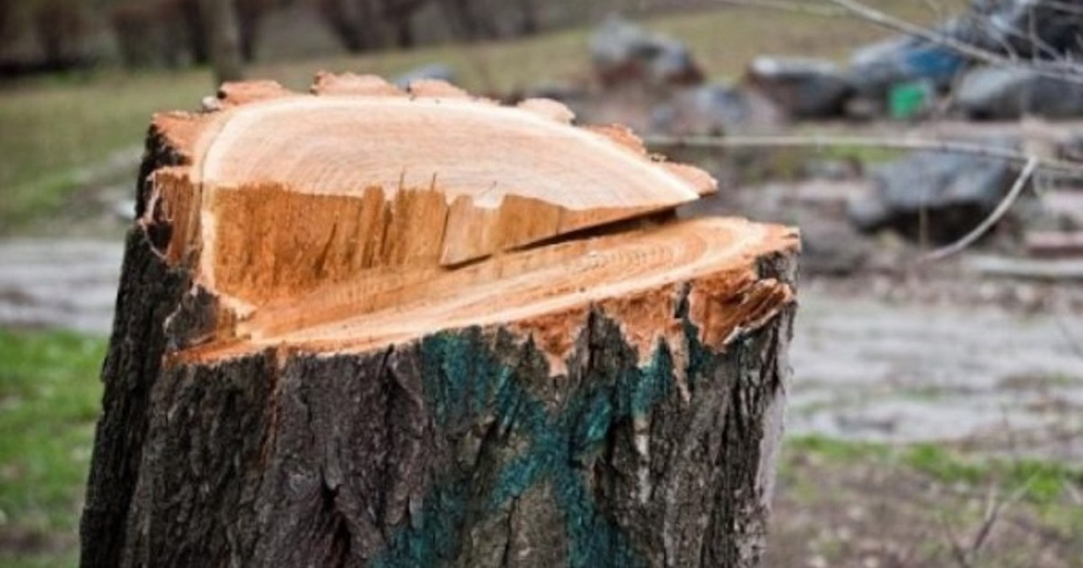 Ответственность за вырубку деревьев возложат на районные акиматы Алматы
