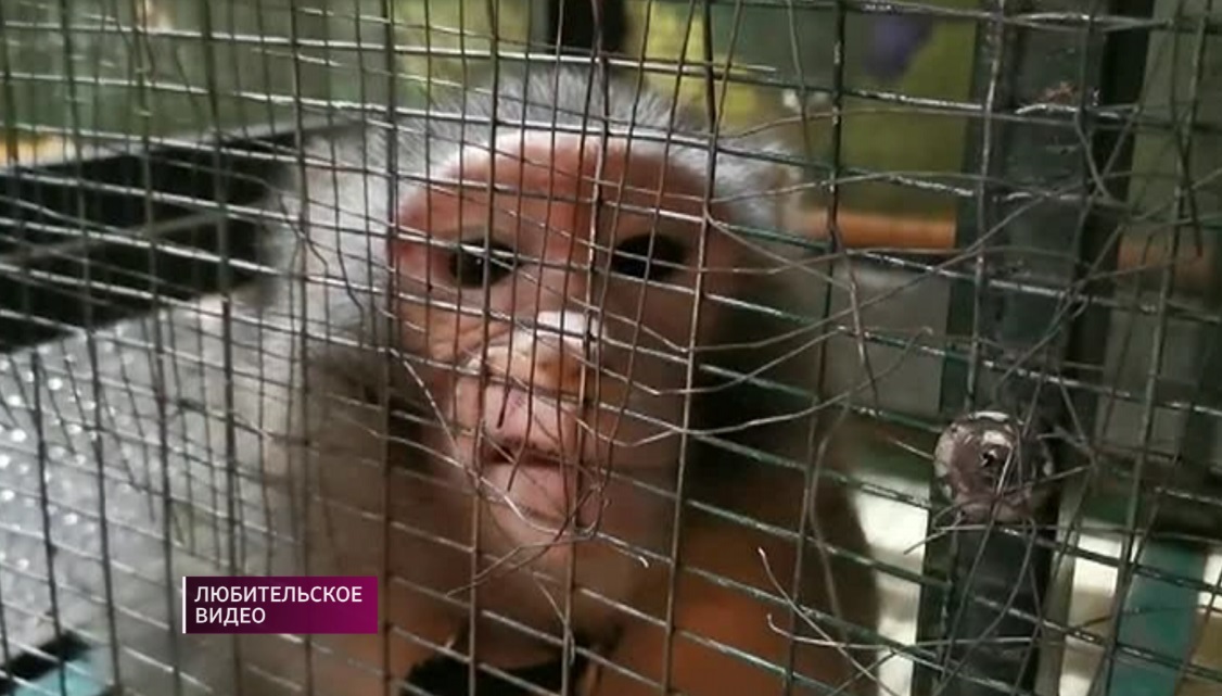Зоопарк в Шымкенте могут закрыть