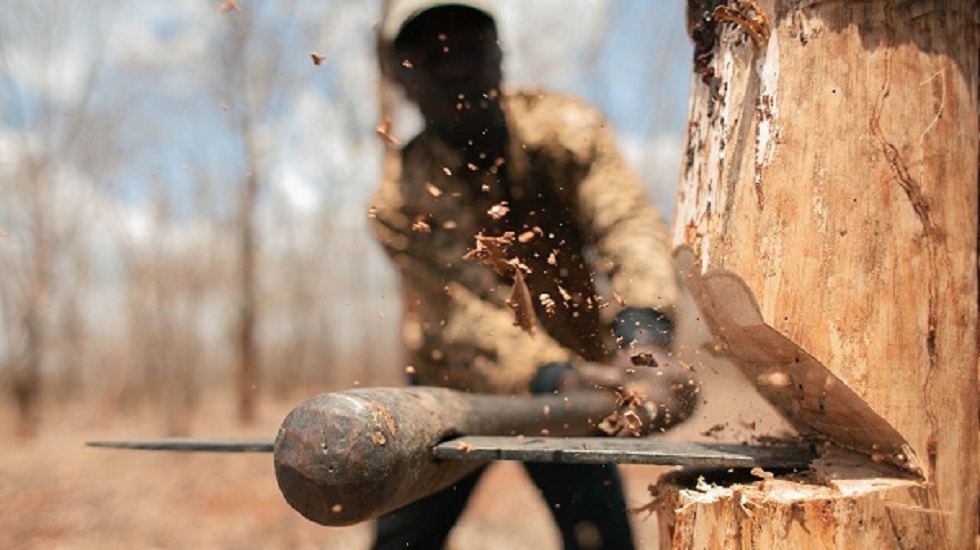 Экологи бьют тревогу: в Алматы бизнесмен незаконно вырубил почти 20 тополей 