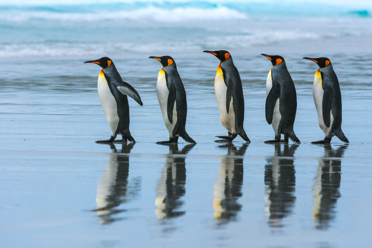 Пингвины почти заговорили на "человеческом" языке?
