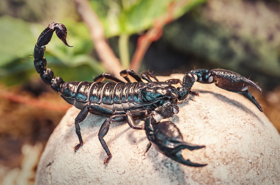 Нашествие скорпионов в Мангистау: жители региона пострадали от членистоногих 
