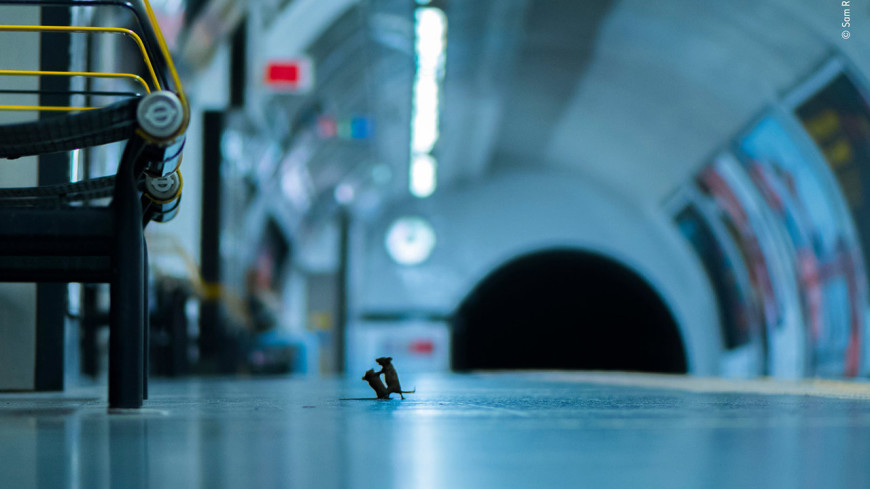 Лучший снимок года: фото дерущихся мышей в метро