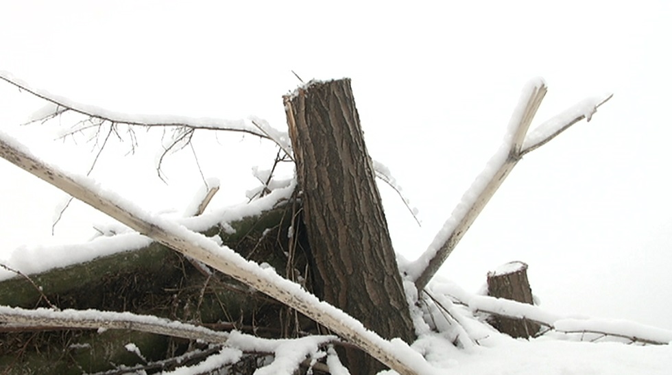 В Алматы незаконно вырубили 11 тысяч деревьев 