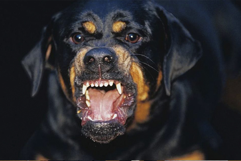 Мужчина покусал агрессивного пса и спас домашних собак от смерти