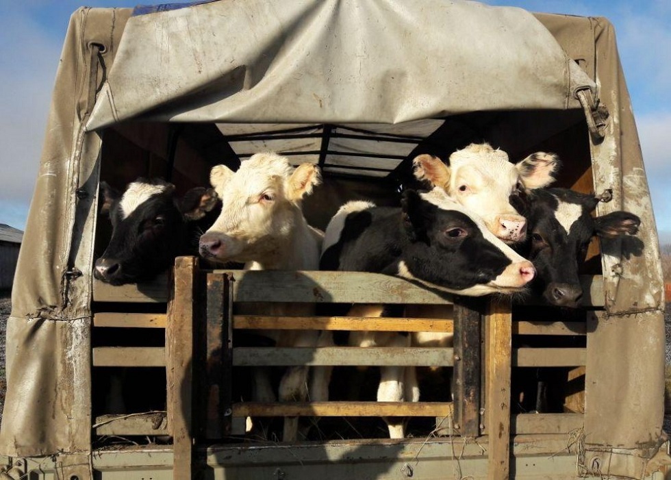 4 преступные группы-скотокрадов задержаны в Алматинской области