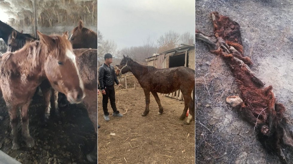 Раскрыта кража 37 голов лошадей в Алматинской области