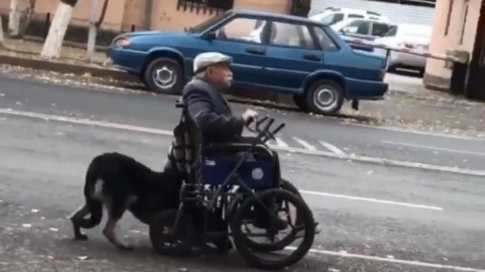 В Сети обсуждают видео из Тараза, где собака заботится о пожилом инвалиде