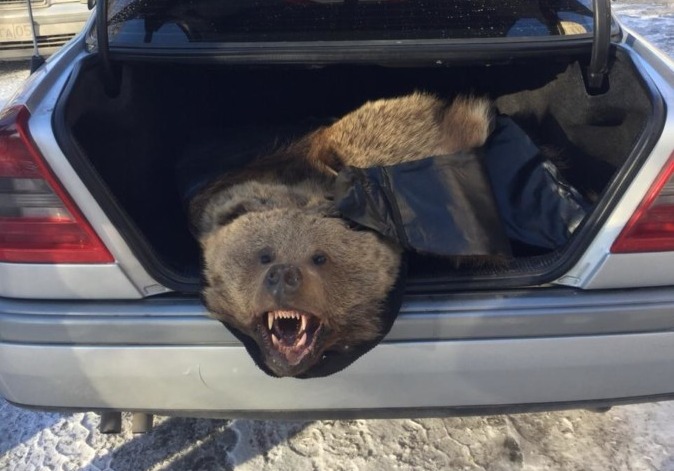 16-летний подросток украл медвежью шкуру