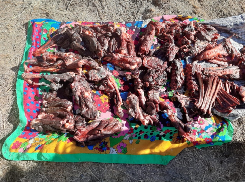 Разделанные туши горных козлов нашли в Алматинской области
