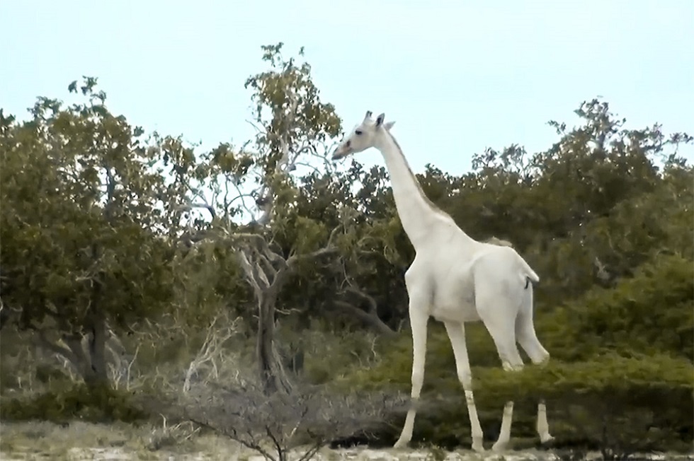 Трагедия мирового масштаба: браконьеры убили последнюю на Земле самку белого жирафа и ее детеныша 