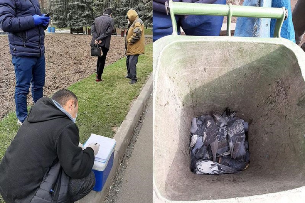 Предварительную причину гибели голубей в парке Алматы назвали специалисты 
