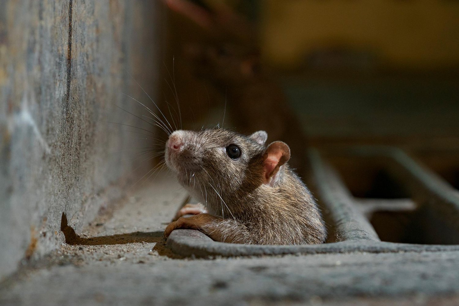 Голодные крысы штурмуют улицы и дома во время всеобщей изоляции