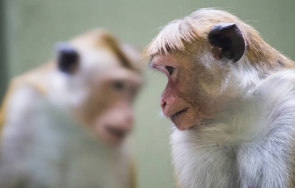 Вакцину против коронавируса испытывают на обезьянах