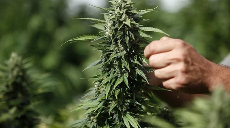 Задержан за выращивание марихуаны тор браузер на айпаде gidra