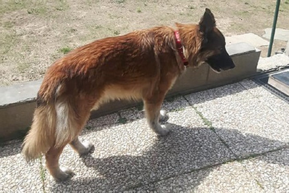 Собака сбежала из дома в больницу, где умирал ее хозяин от COVID-19