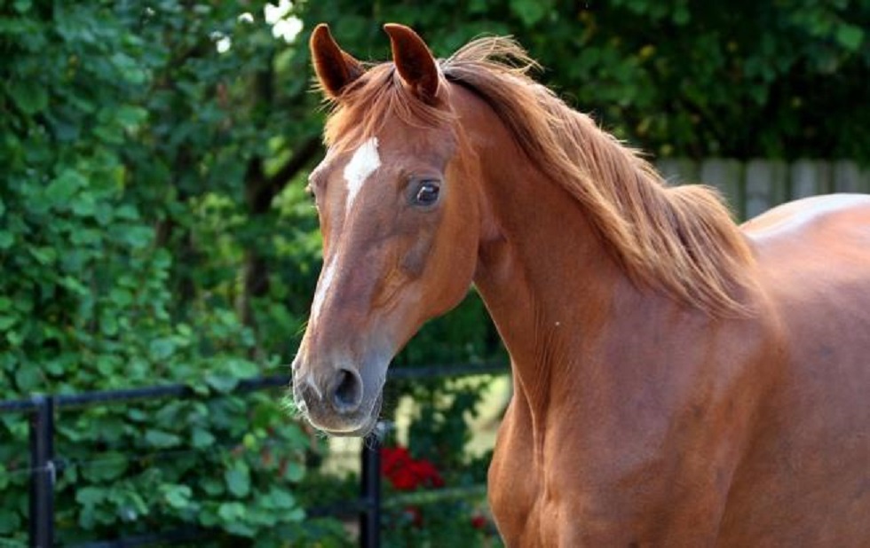 Полицейские за сутки нашли украденную лошадь в Алматинской области