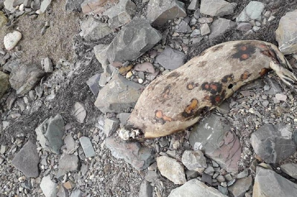 Мертвые тюлени обнаружены на берегу Каспия в Мангистауской области