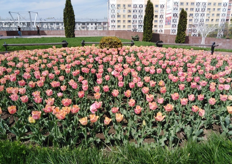 Погода в Алматы с 27 апреля по 3 мая 2020