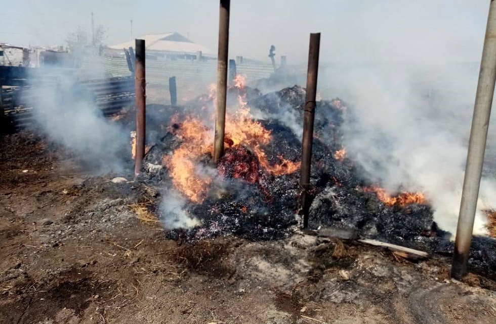 Животные гибнут от пожаров в ВКО: за сутки произошло 31 возгорание 