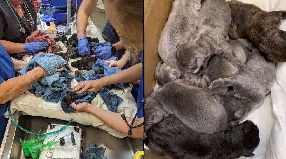 Собака установила национальный рекорд - родила 21 щенка 
