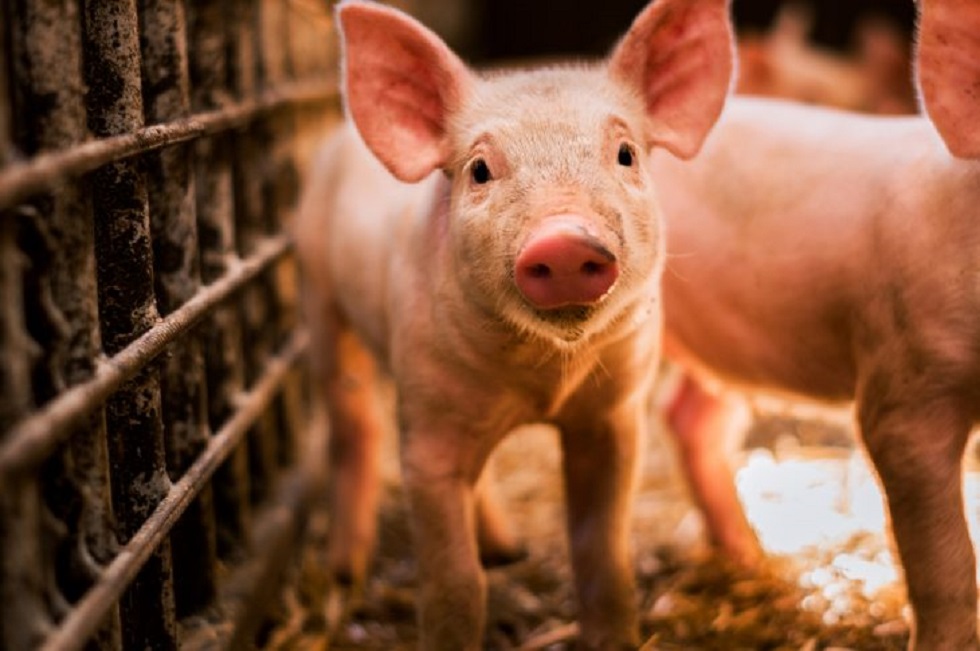 Африканская чума свиней продолжает распространяться в мире 