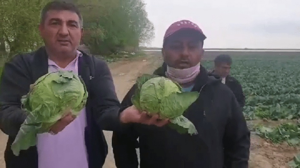 Казахстанские фермеры вынуждены уничтожать урожай из-за невозможности его сбыть 