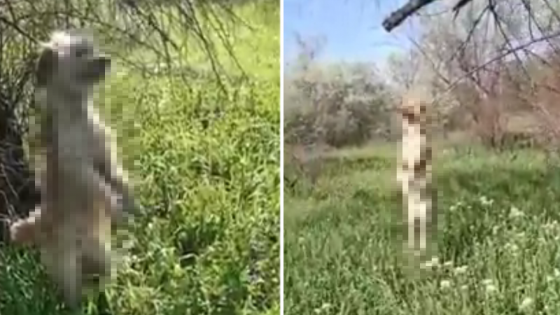 Зоозащитники сообщили о повешенных собаках в Алматинской области