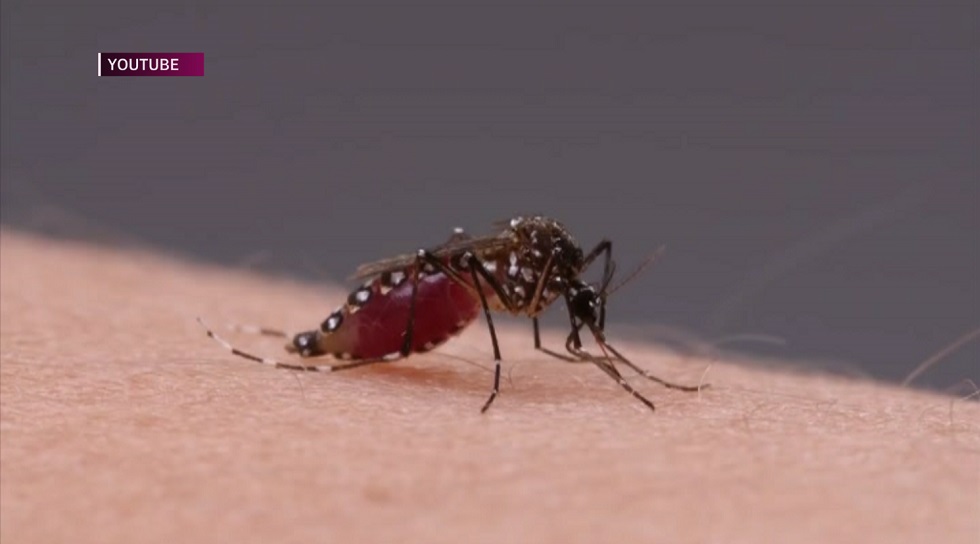 Могут ли комары стать переносчиками COVID-19 – ответ инфекционистов Нур-Султана