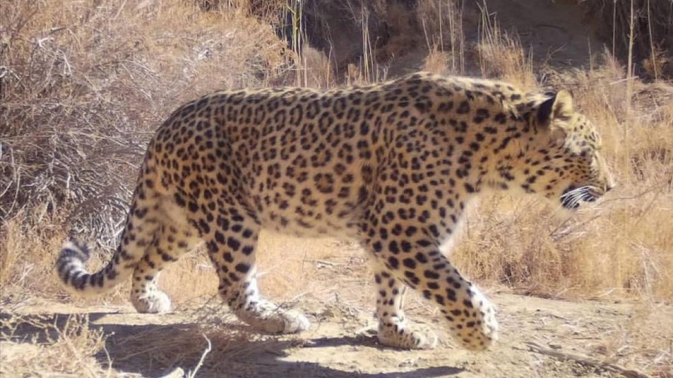 Леопарда запечатлела фотоловушка в Казахстане 