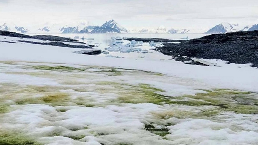 Аномальное потепление: в Антарктиде обнаружен зеленый снег