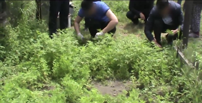 Более тысячи кустов конопли выращивал на участке житель Алматинской области