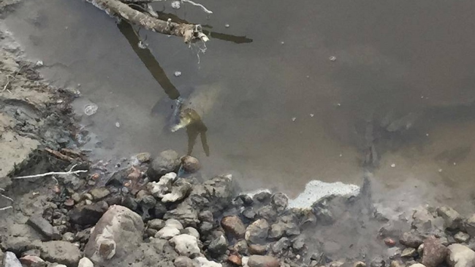 Гибель рыбы и запах навоза: пробы воды в реке Талгар взяли специалисты 